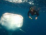 Djibouti - Whale Shark in the Gulf of Aden - 08